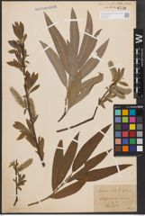 Foto von Salix cinerea L. x Salix viminalis L.